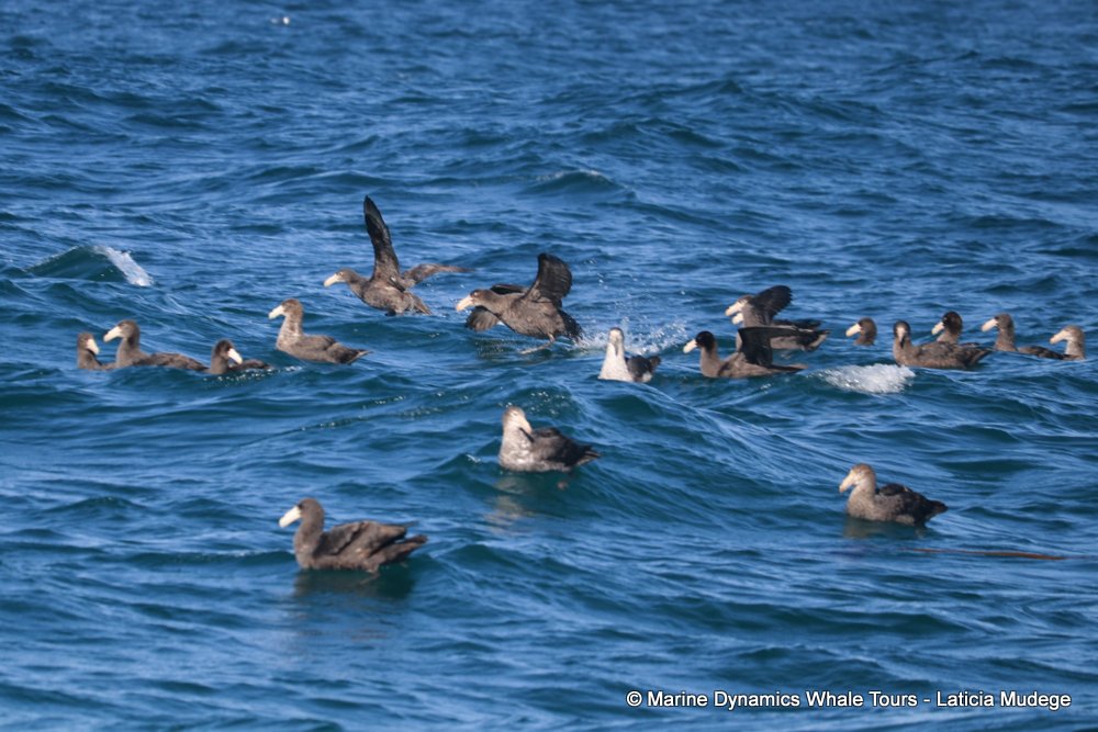 giant petrel, whale watching, gansbaai, south africa,