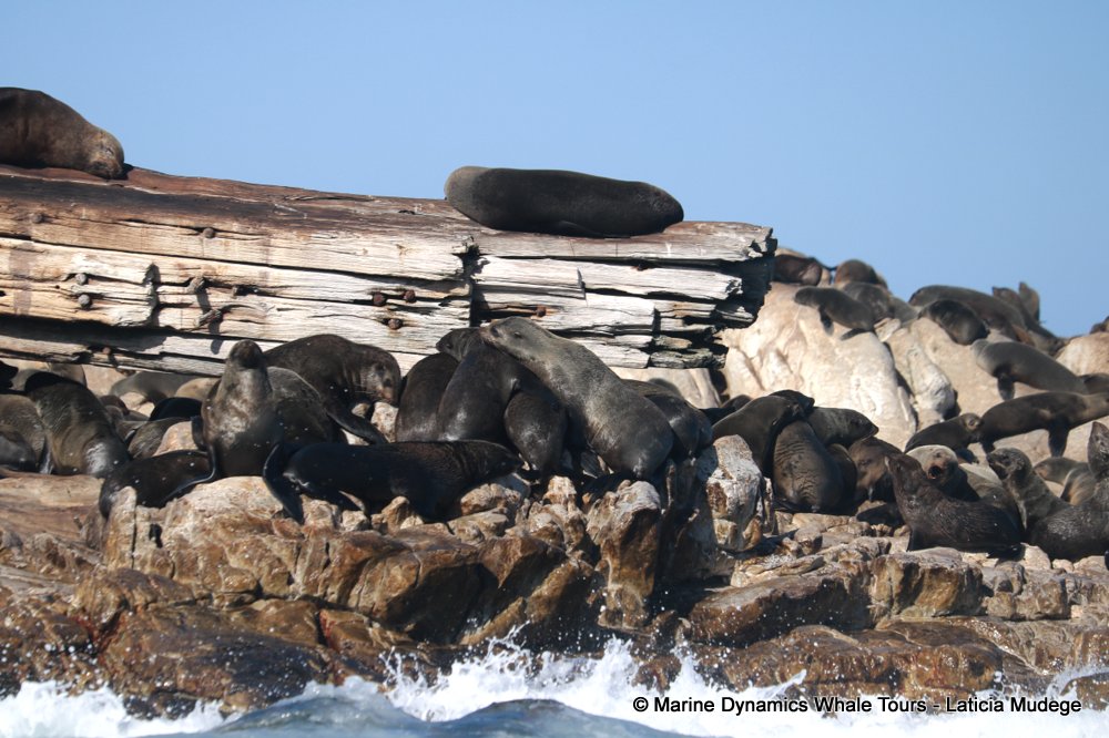 cape fur seal, whale watching, gansbaai, south africa