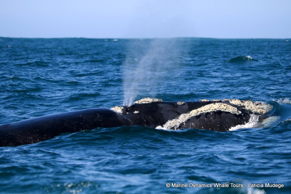 Southern right whale, whale watching, gansbaai, south africa,