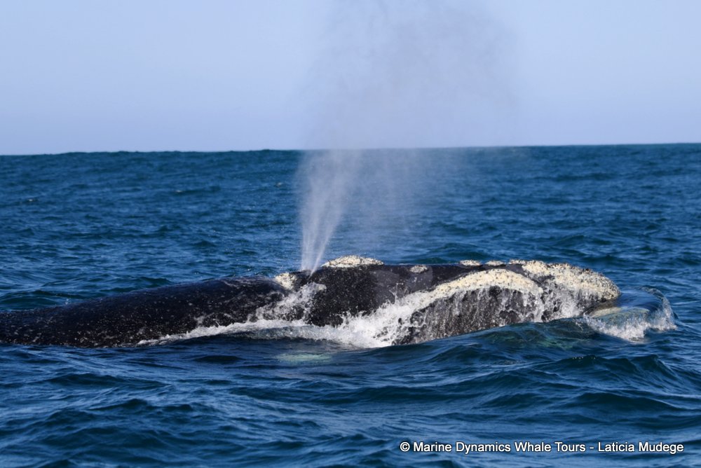 Southern right whale, whale watching, gansbaai, south africa,