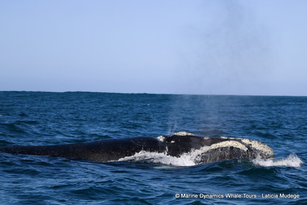 Southern right whale, whale watching, gansbaai, south africa,