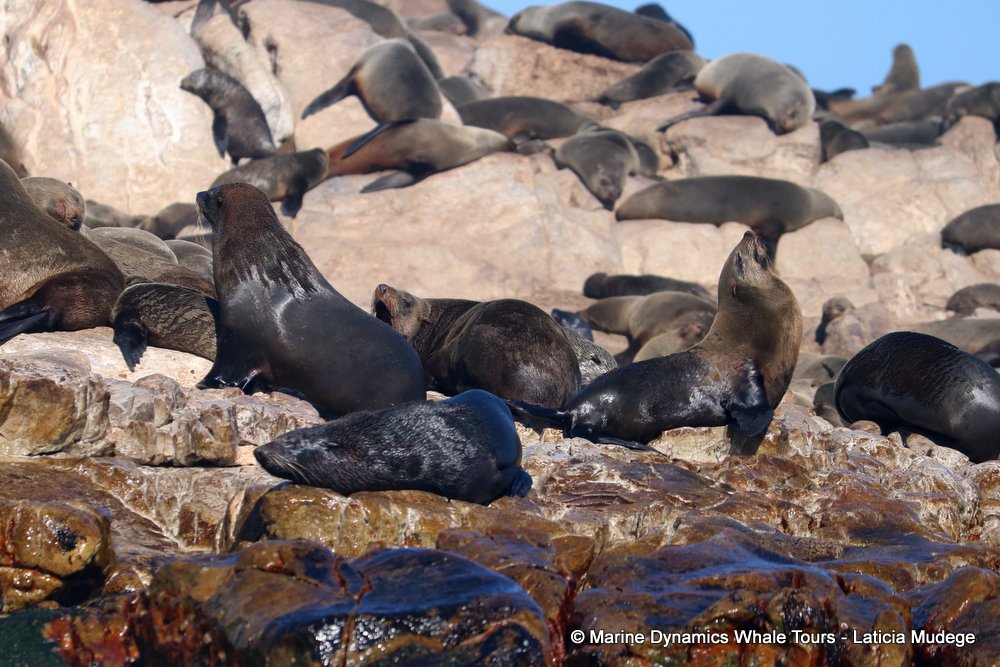 cape fur seal, whale watching, gansbaai, south africa