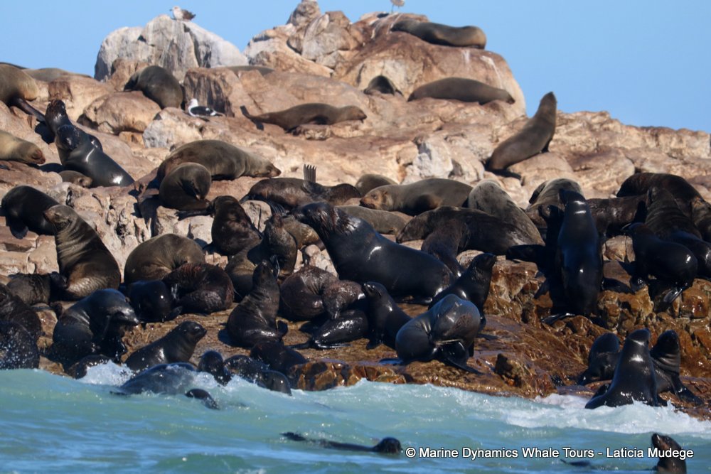 cape fur seal, whale watching, gansbaai, south africa