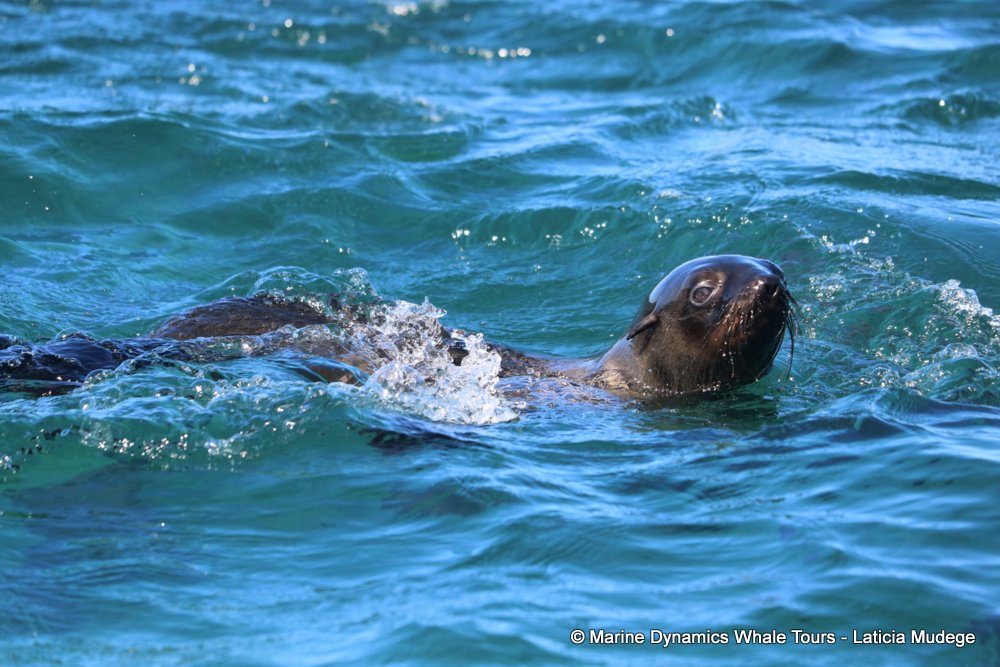 cape fur seal, whale watching, gansbaai, south africa
