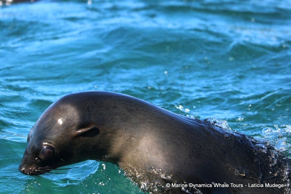 cape fur seal, whale watching, gansbaai, south africa