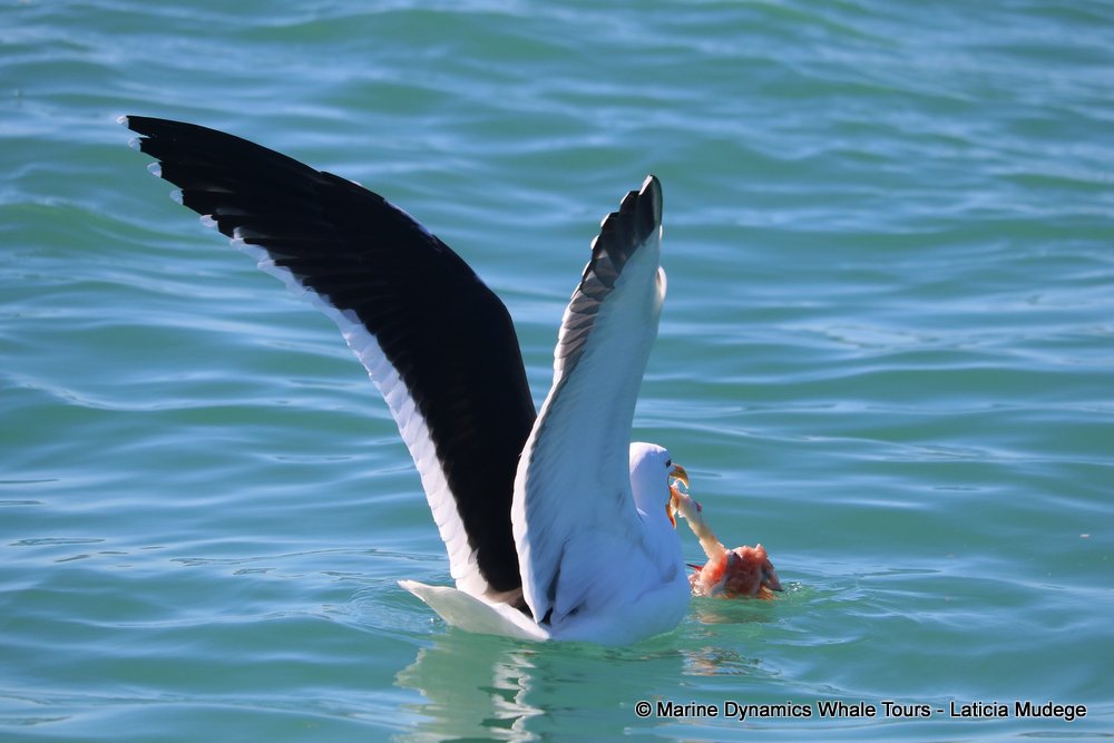 gull, whale watching, gansbaai, south africa,