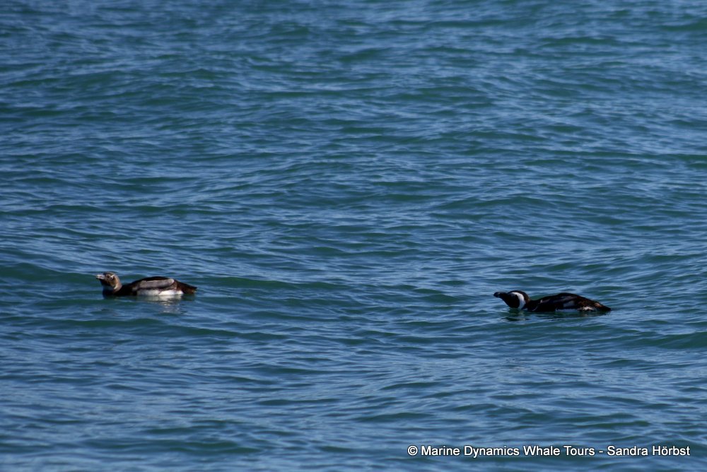 african penguin, whale watching, gansbaai, south africa