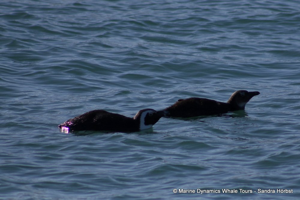 african penguin, whale watching, gansbaai, south africa