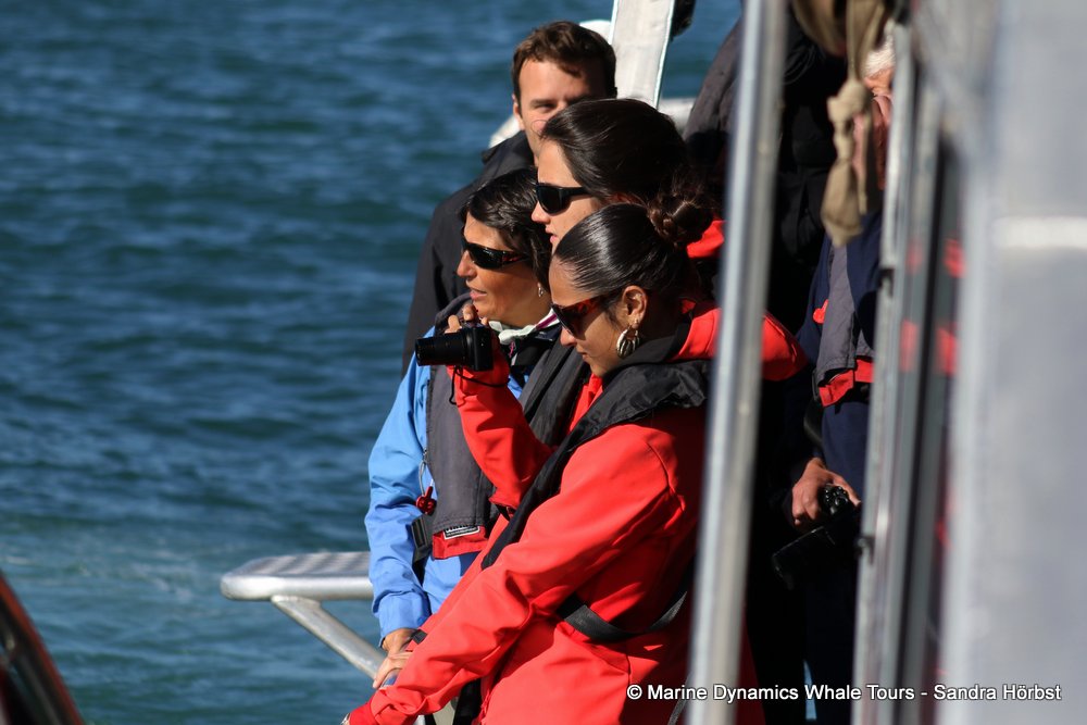 people, whale watching, gansbaai, south africa
