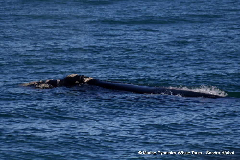 Southern right whale, whale watching, gansbaai, south africa,