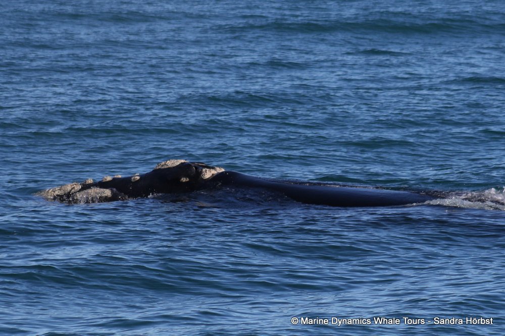 Southern right whale, whale watching, gansbaai, south africa,