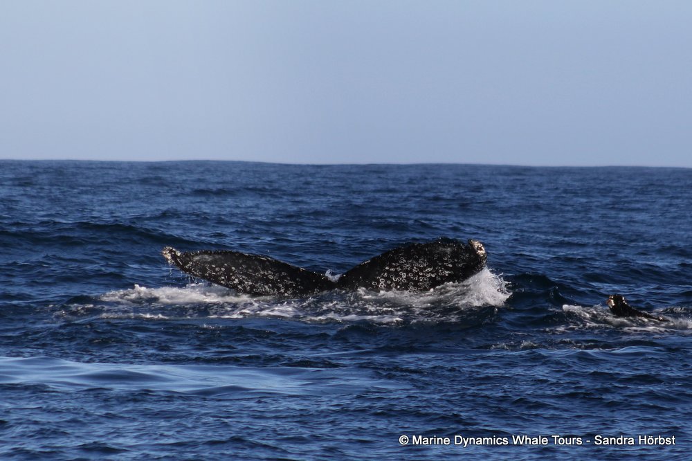 humpback whale, whale watching, gansbaai, south africa