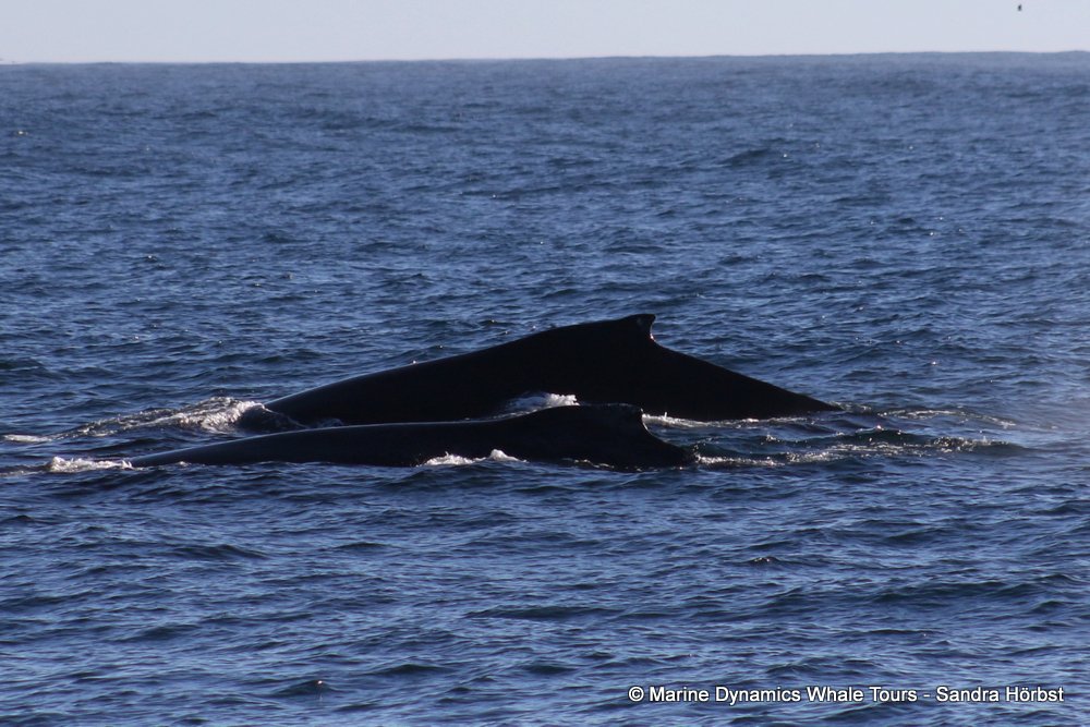 humpback whale, whale watching, gansbaai, south africa