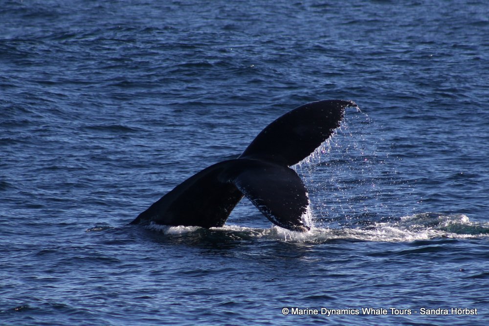 humpback whale, whale watching, gansbaai, south africa