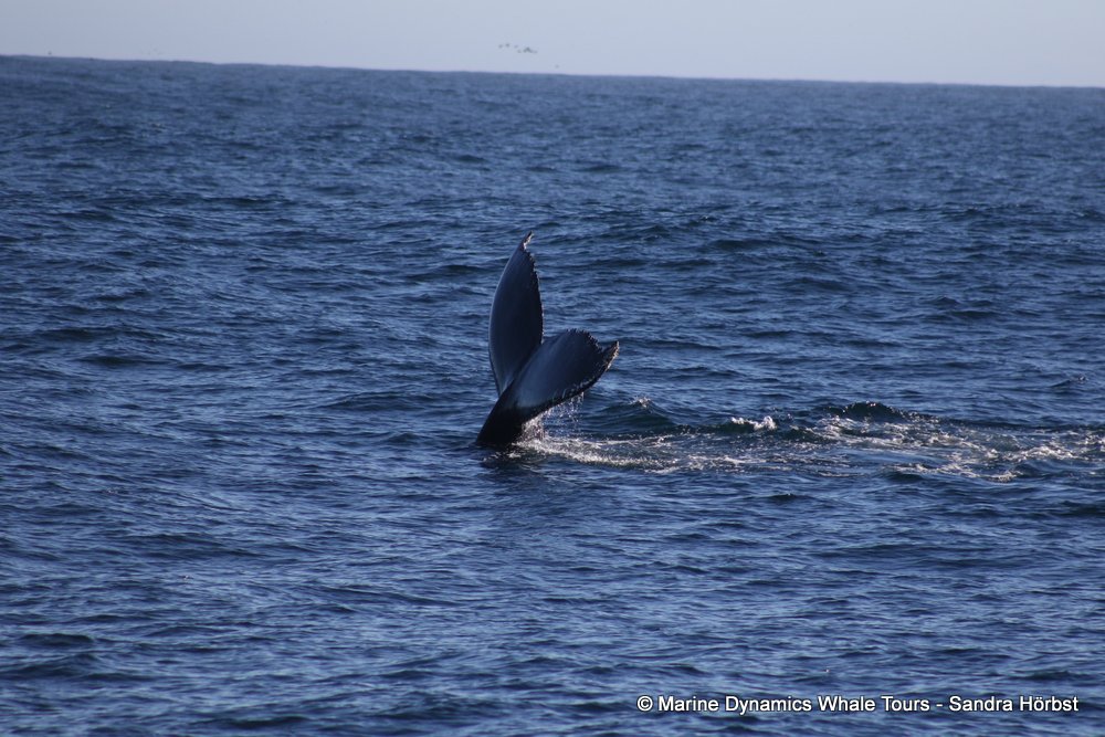 humpback whale, whale watching, gansbaai, south africa