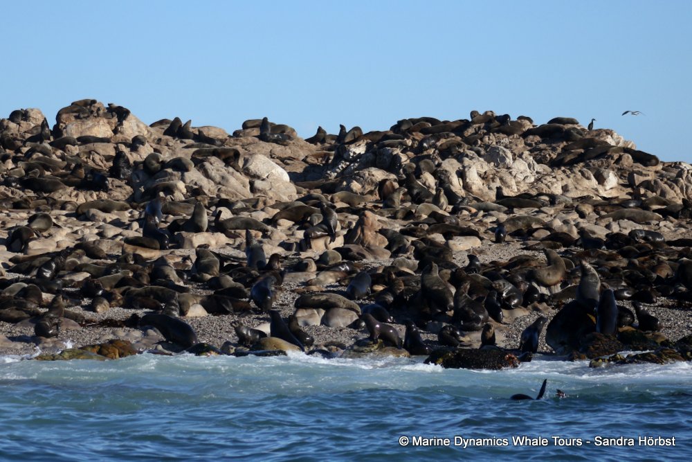 cape fur seal, whale watching, gansbaai, south africa
