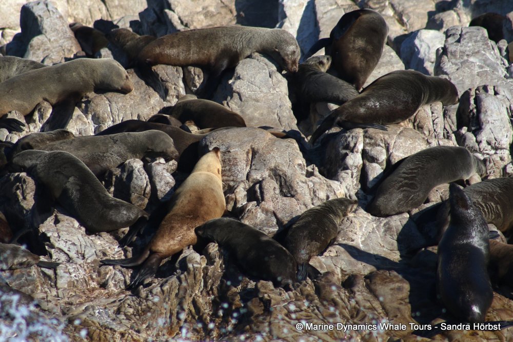 cape fur seal, whale watching, gansbaai, south africa