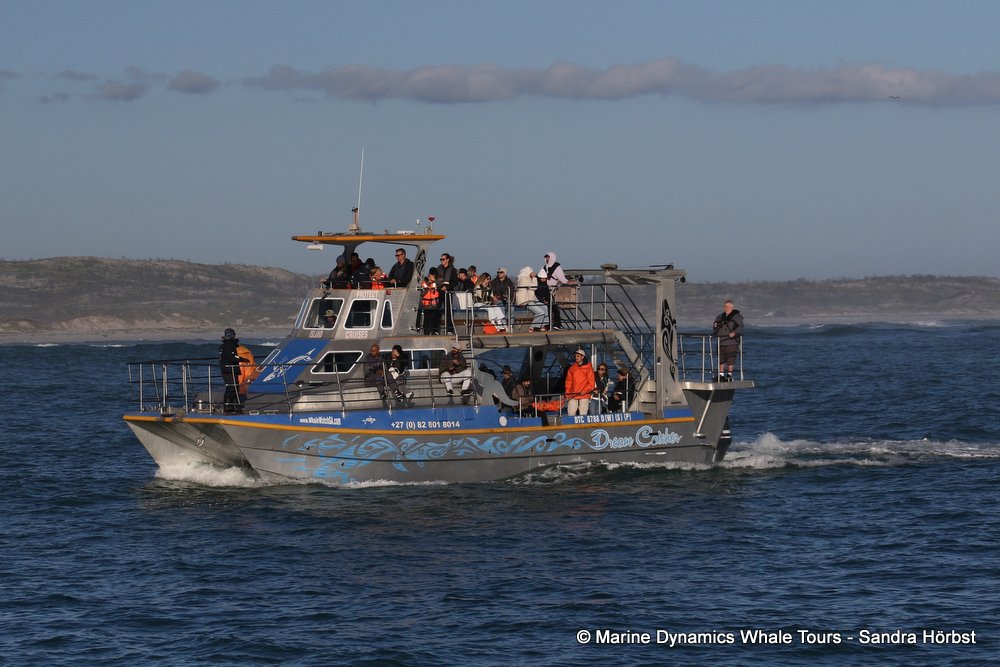 Dyer Island, whale watching, gansbaai, south africa,