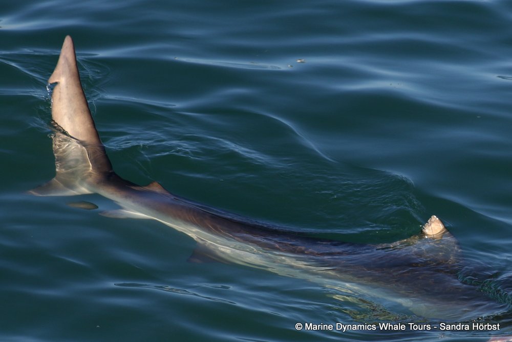 bronze whaler shark, whale watching, gansbaai, south africa,