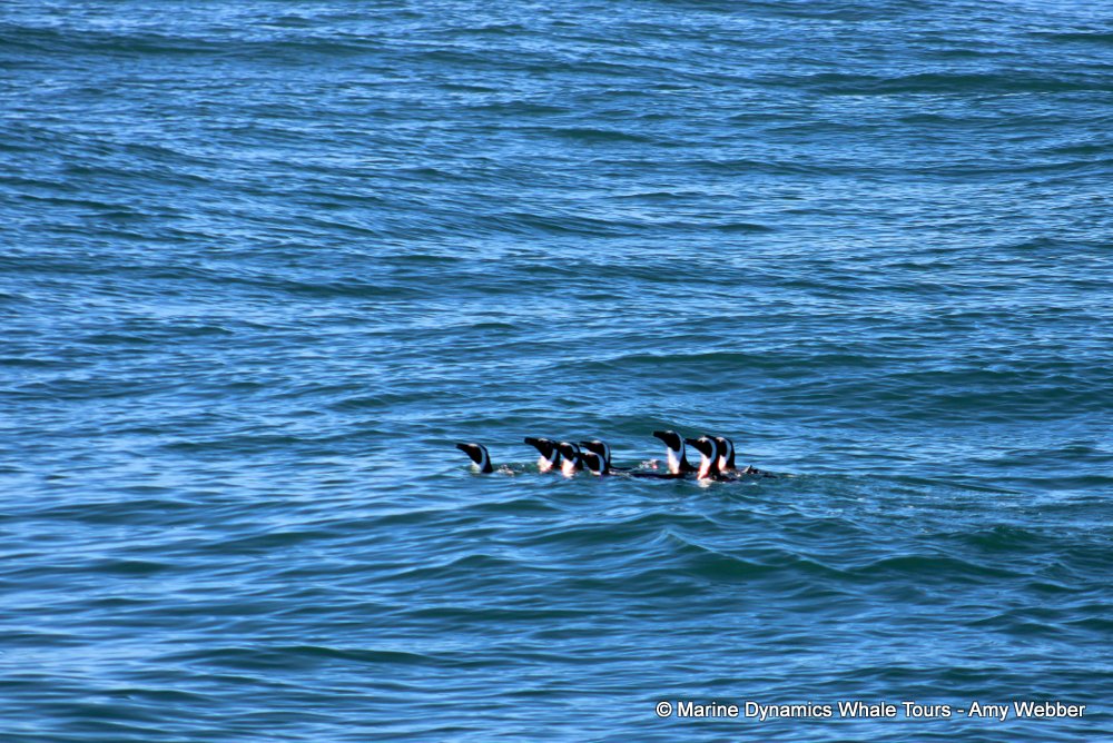 african penguin, whale watching, gansbaai, south africa