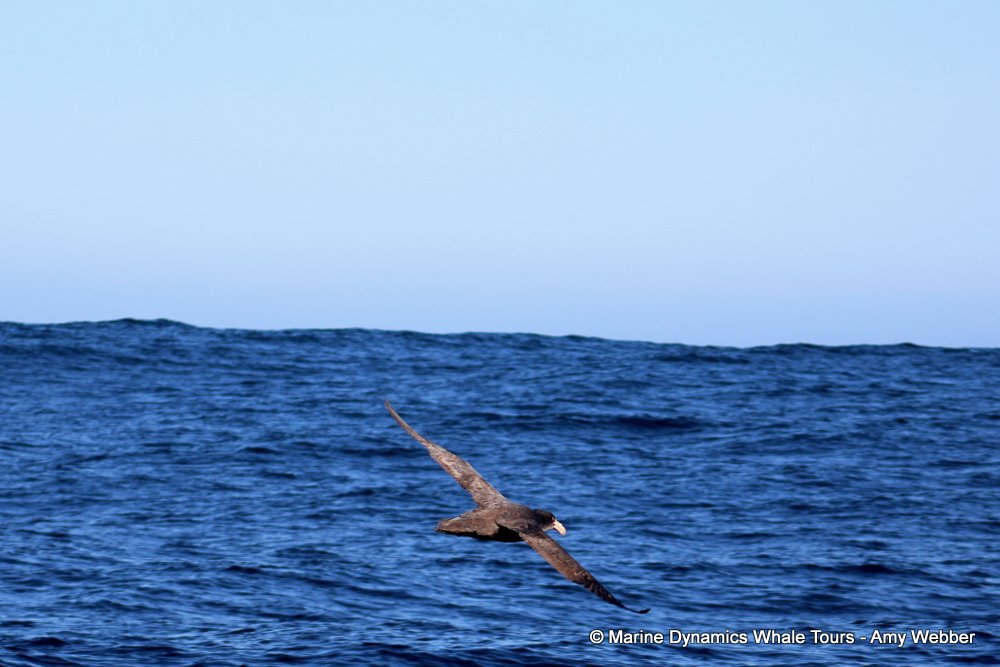 giant petrel, whale watching, gansbaai, south africa,