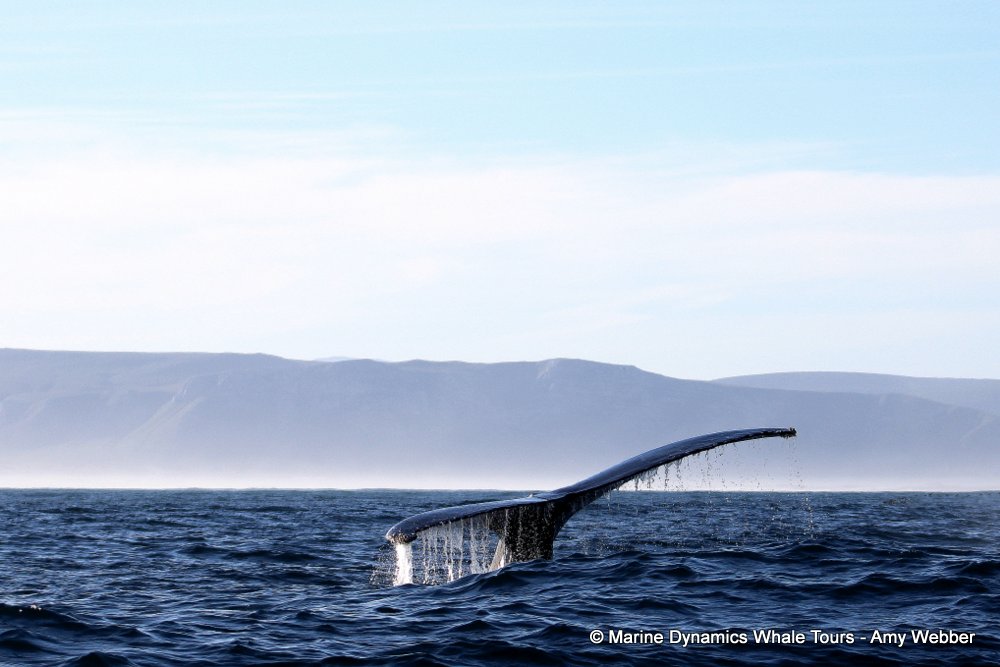 humpback whale, whale watching, gansbaai, south africa
