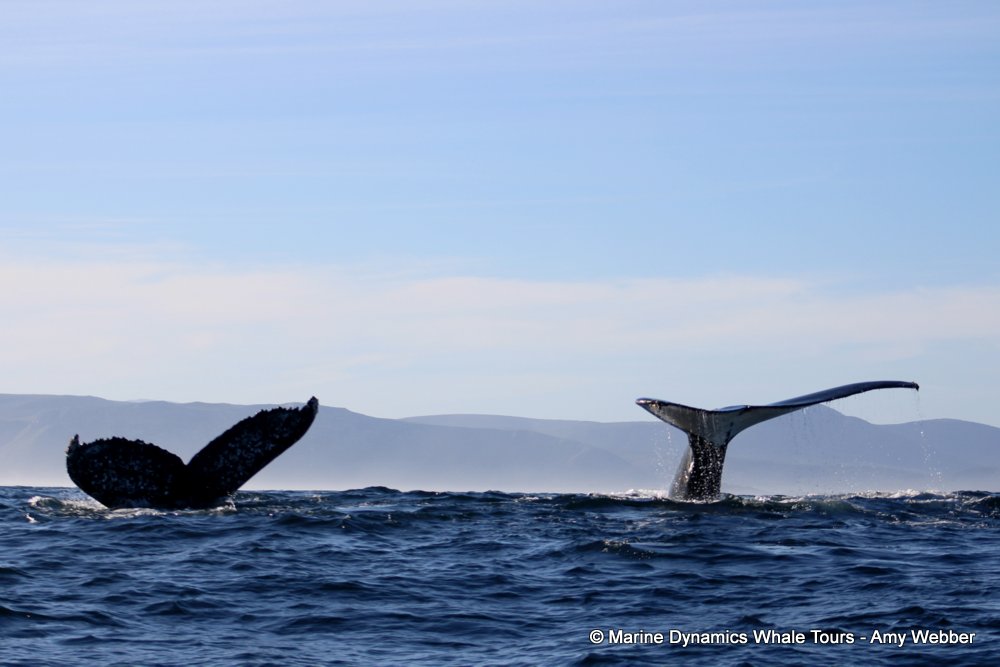 humpback whale, whale watching, gansbaai, south africa