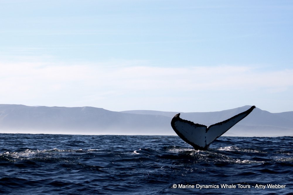humpback whale, whale watching, gansbaai, south africa