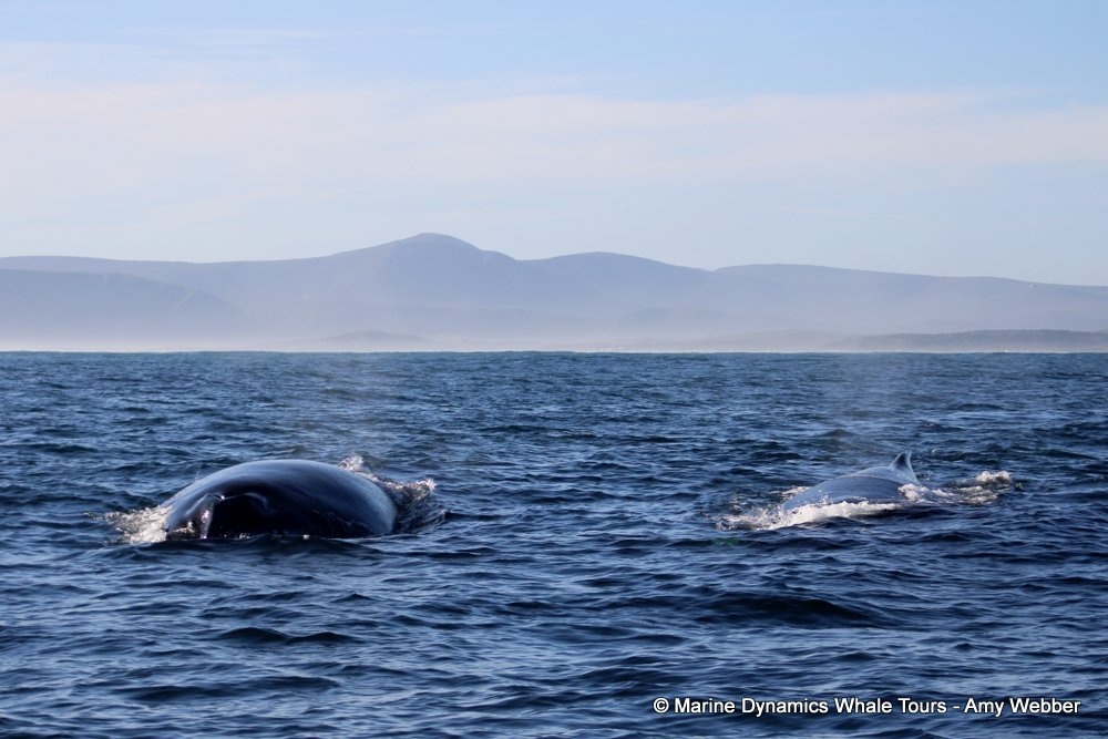 humpback whale, whale watching, gansbaai, south africa