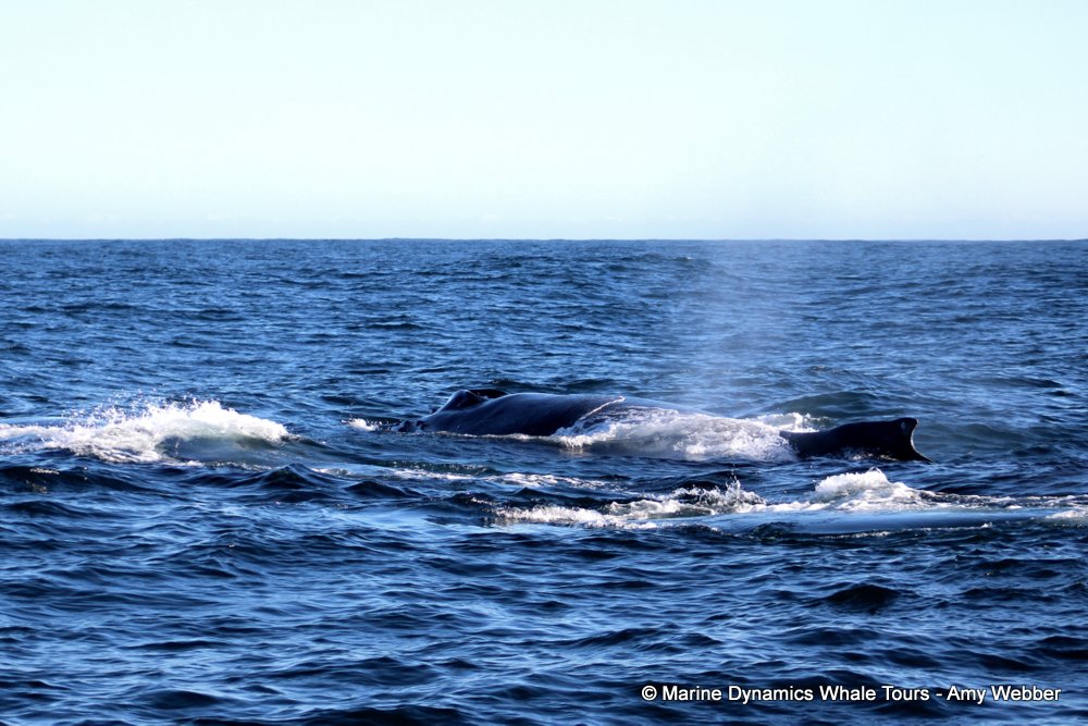 humpback whale, whale watching, gansbaai, south africa