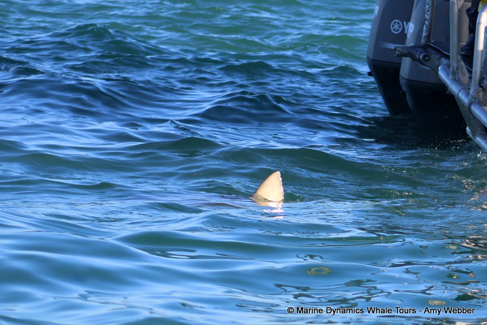 bronze whaler shark, whale watching, gansbaai, south africa,