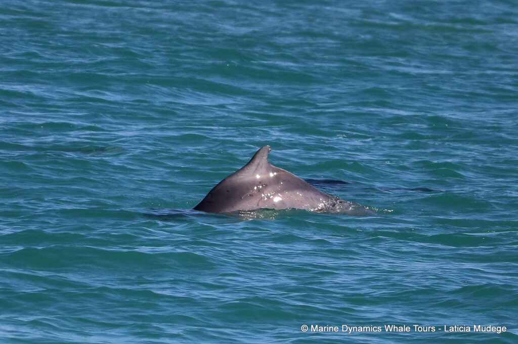 humpback dolphin, whale watching, gansbaai, south africa