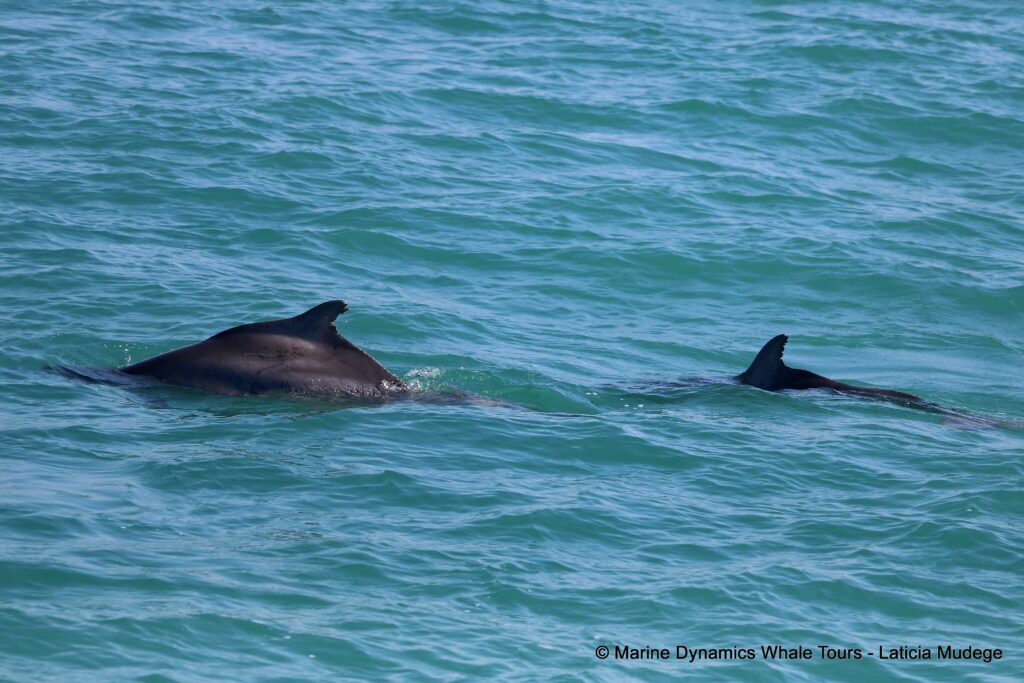 humpback dolphin, whale watching, gansbaai, south africa