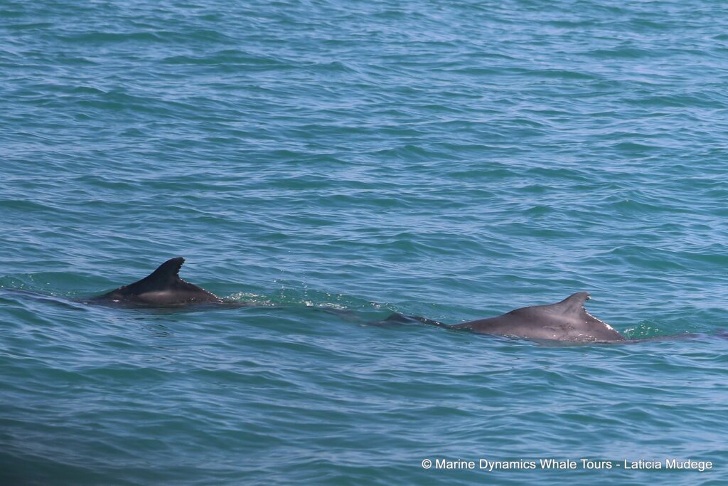 humpback dolphin, whale watching, gansbaai, south africa