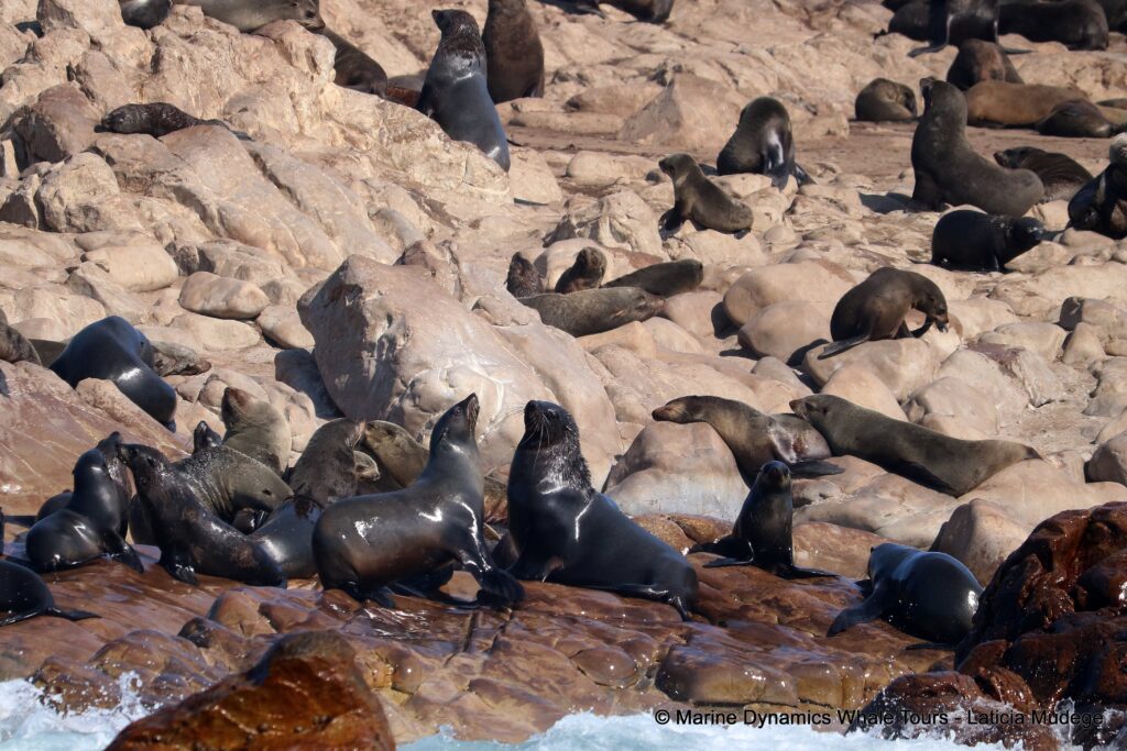 cape fur seal, whale watching, gansbaai, south africa