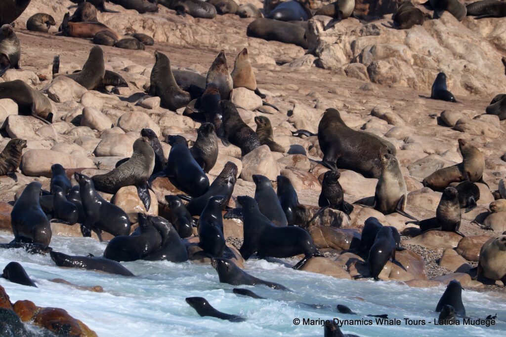 cape fur seal, whale watching, gansbaai, south africa