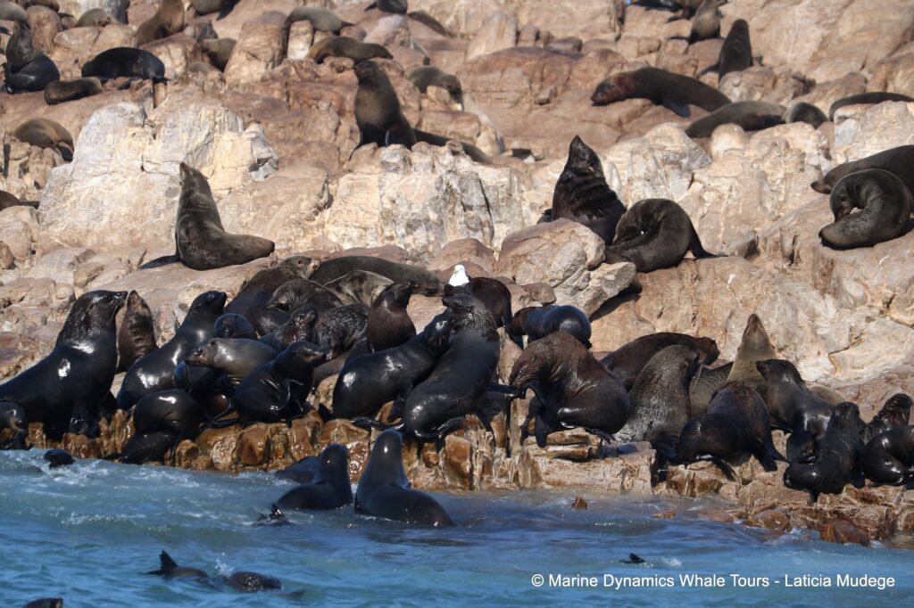 cape fur seal, whale watching, gansbaai, south africa