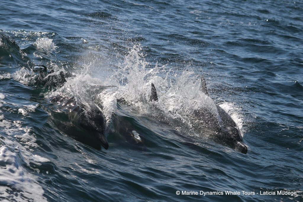 common dolphin, whale watching, gansbaai, south africa