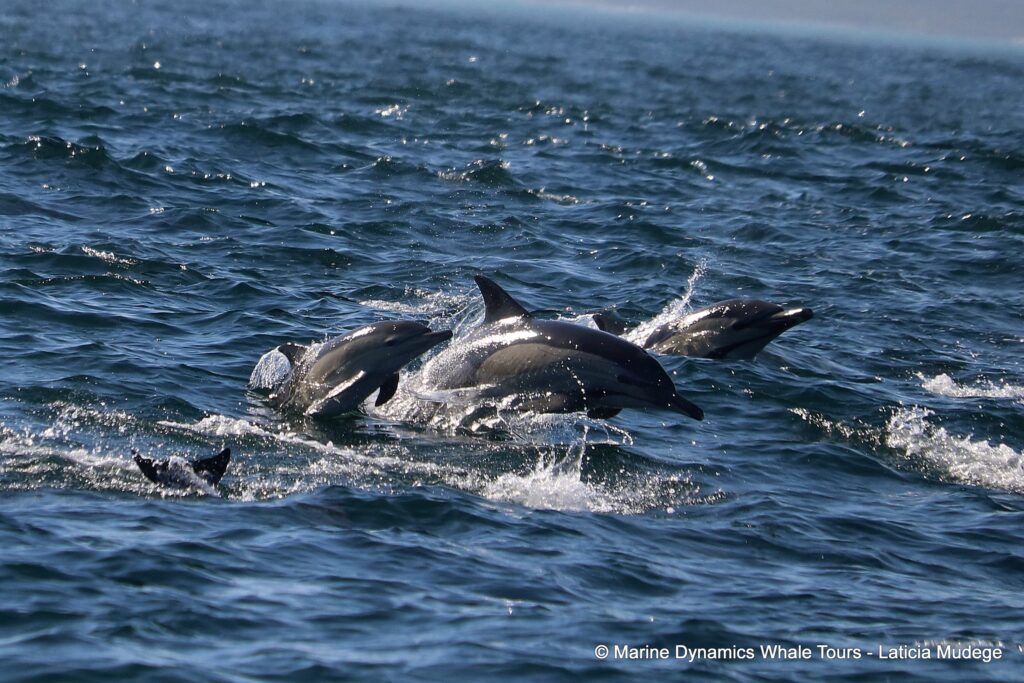 common dolphin, whale watching, gansbaai, south africa