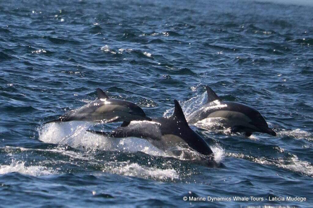 common dolphin, whale watching, gansbaai, south africa