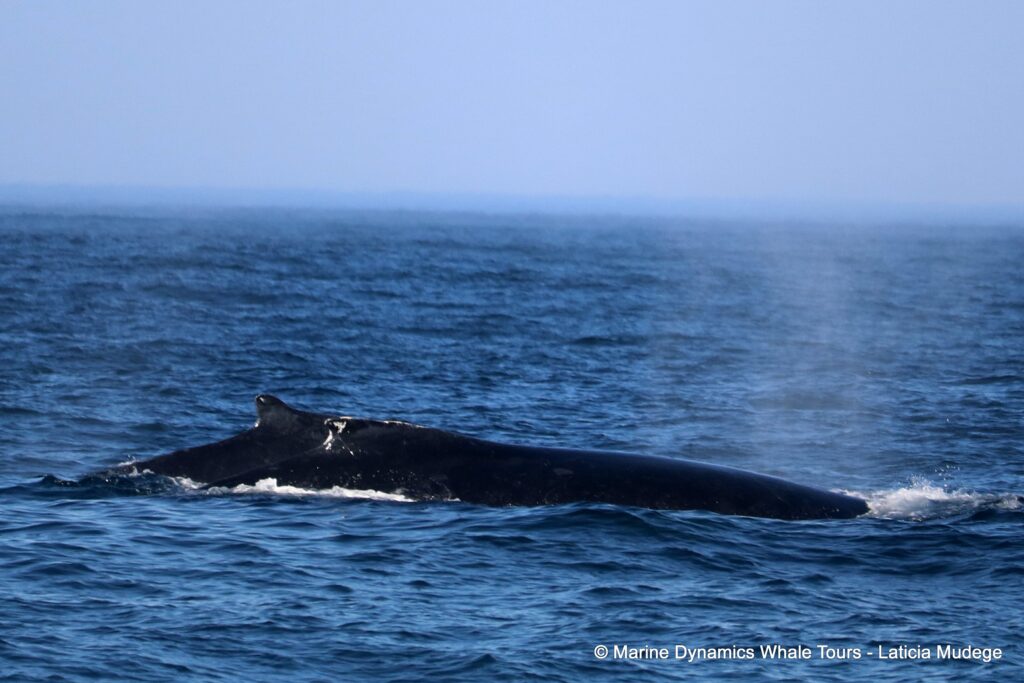 humpback whale, whale watching, gansbaai, south africa
