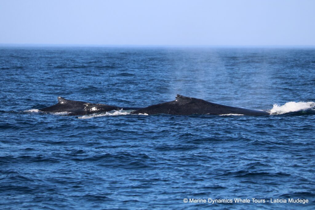humpback whale, whale watching, gansbaai, south africa