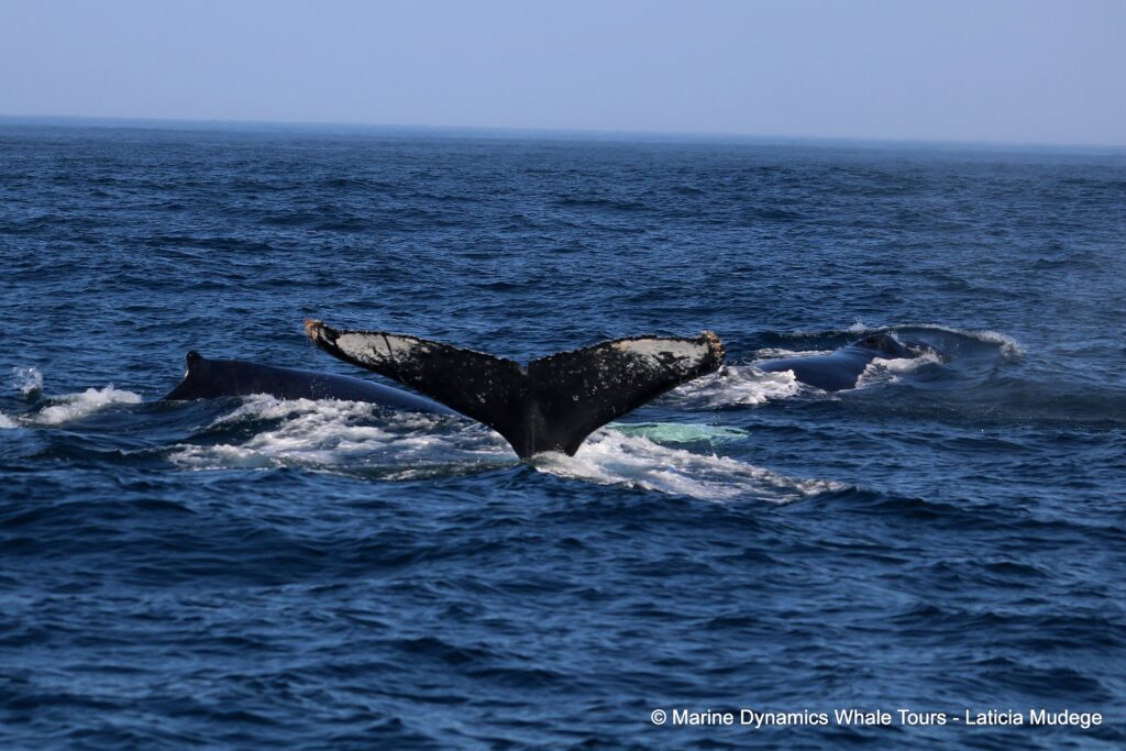 humpback whale, whale watching, gansbaai, south africa