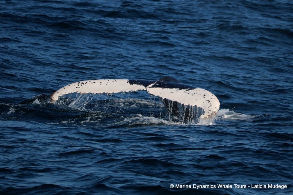 humpback whale, whale watching, gansbaai, south africa