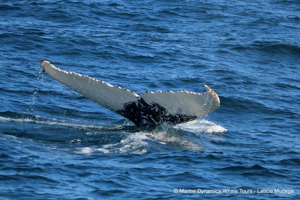 humpback whale, whale watching, gansbaai, south africa