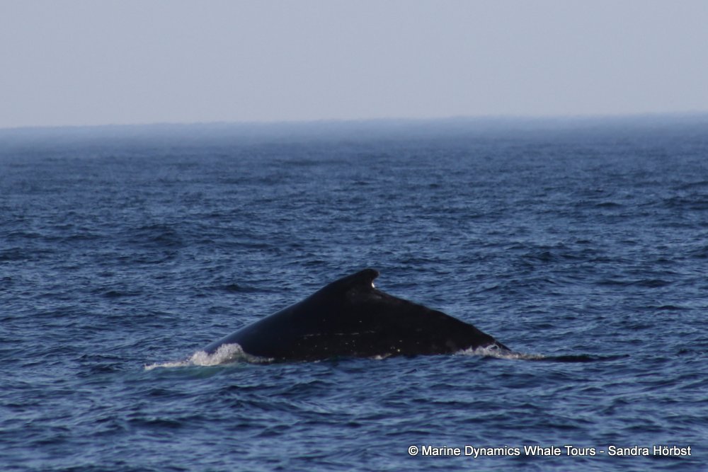 humpback whale, whale watching, gansbaai, south africa