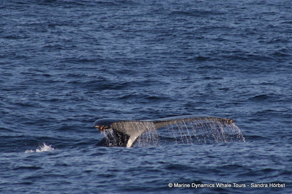 humpback whale, whale watching, gansbaai, south africa