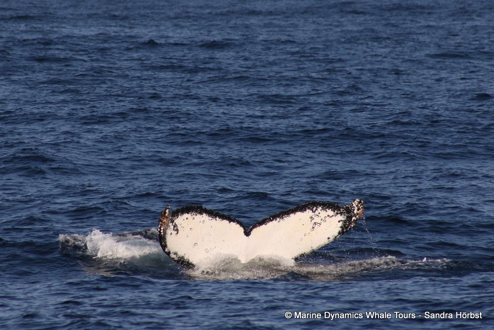 humpback whale, whale watching, gansbaai, south africa