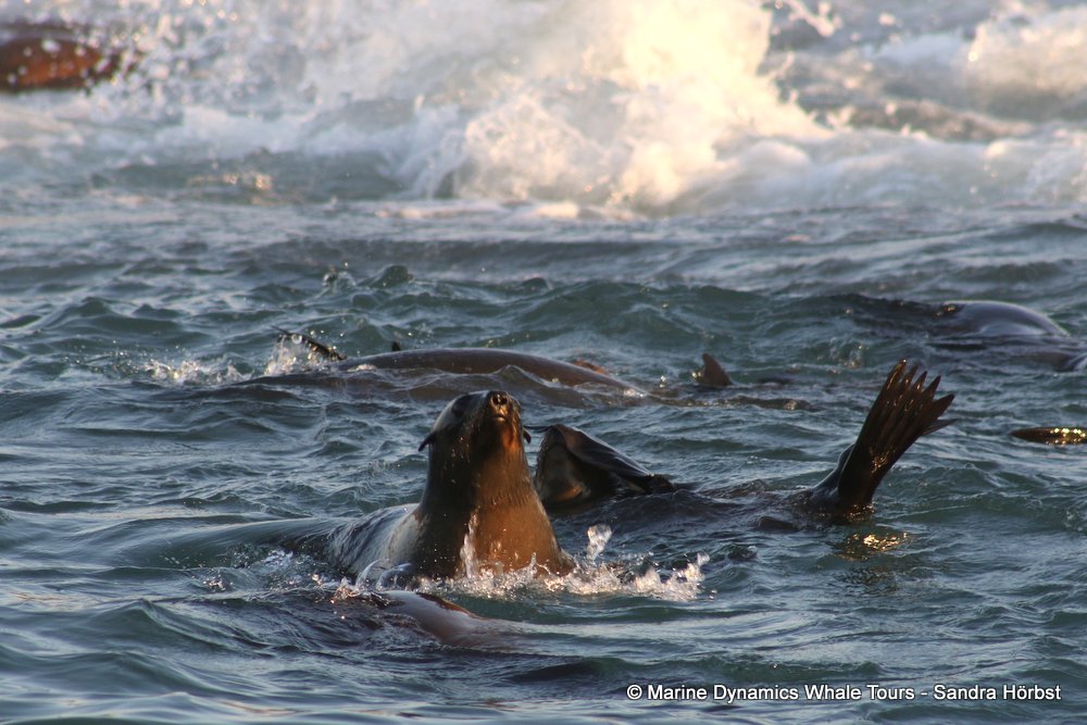 cape fur seal, whale watching, gansbaai, south africa