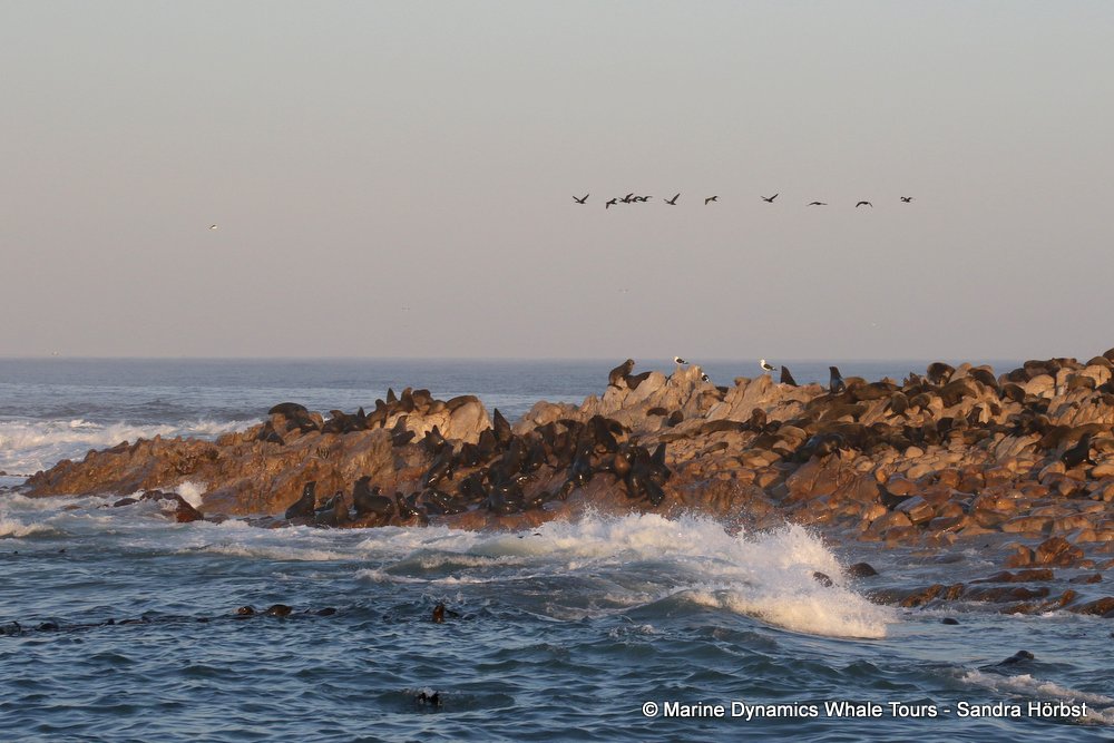 cape fur seal, whale watching, gansbaai, south africa